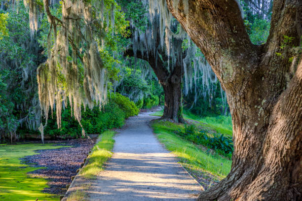 istock Charleston, South Carolina 2154618082