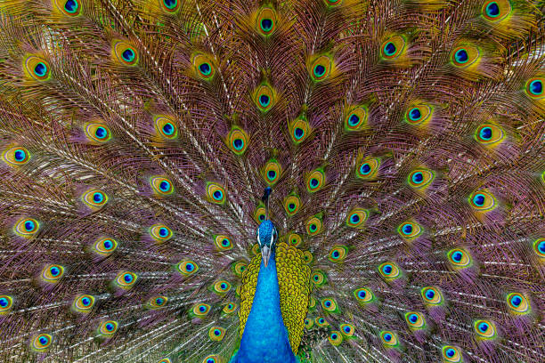 istock Indian peafowl (Pavo cristatus), also known as the blue peafowl. 2154618181