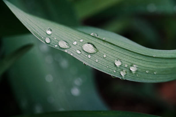 close-up of raindrops on green grass
