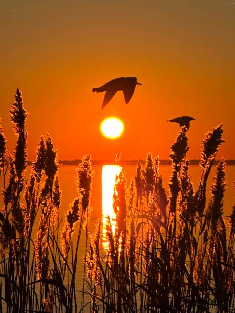 istock Sunrise Through Beach Grass with Gulls 2154619750