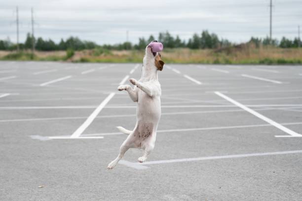 istock Jack russell terrier dog jumping for a rubber toy. 2154621576