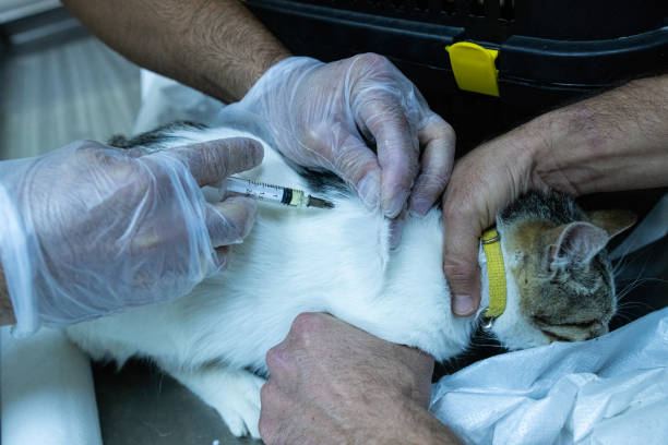 gato sendo examinado por um veterinário gato sendo examinado por um veterinário fotos de parasitas, fotos e imagens livres de direitos autorais