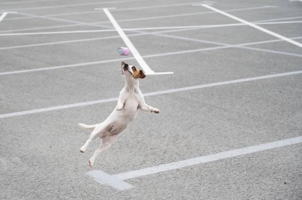 istock Jack russell terrier dog jumping for a rubber toy. 2154624030