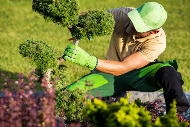 istock Gardener in Green Hat Trimming a Tree in a Garden 2154626306