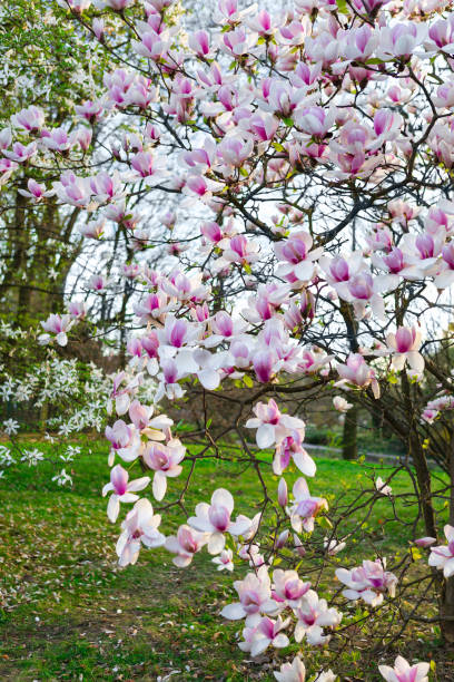 istock Pink magnolia flowers in full bloom on a tree with blurred background 2154626444