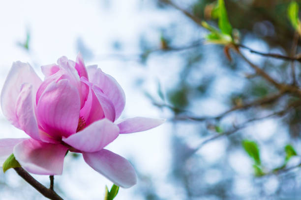 Macro shot of delicate pink magnolia blossom symbolizing purity and beauty. Soft curled petals in full bloom against blurred background, suitable for elegant designs.