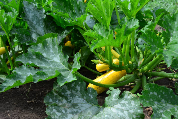 istock a plant with yellow squash growing in a garden 2154629722