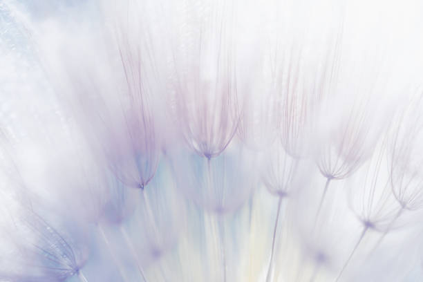White dandelion close up. Abstract summer nature background. Macro image, shallow depth of field.