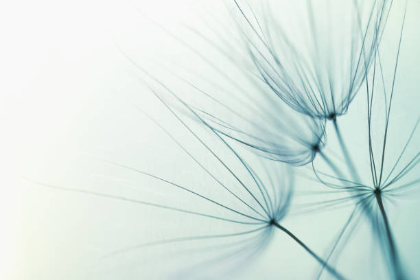 istock White dandelion in a forest at sunset. Macro image. Abstract nature background 2154629903