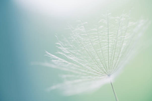 White dandelion in a forest against the blue sky. Macro image