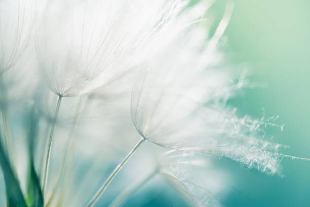 istock White dandelion in a green grass on a forest meadow. Macro image 2154629920