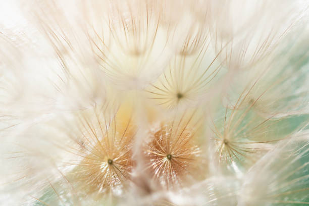 istock White dandelion in a forest at sunset. Macro image. Abstract nature background 2154629926