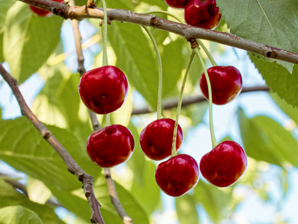 Freshly grown cherries on a tree branch indicating organic farming and healthy living.