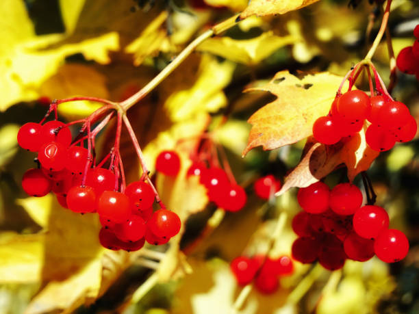 istock Autumn Berries: Red berries and yellow leaves on branches, signaling falls arrival. 2154630044