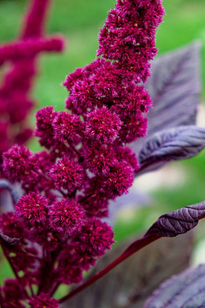 istock A pink flower with a unique texture is surrounded by purple leaves. 2154630583