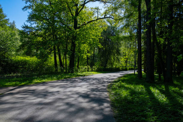 Liten väg på landsbygden mellan träd.natur i Sverige