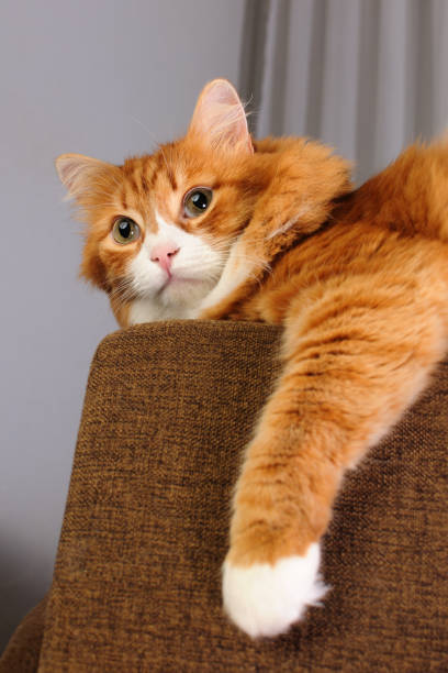 istock Red cat lies on the sofa 2154634168
