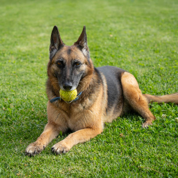 Two dogs frolic in a spacious backyard under the sun. One dog, a German Shepherd, carries a green ball, while a smaller dog observes nearby, creating a lively atmosphere.