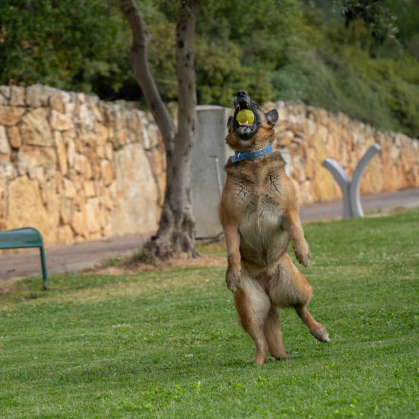 istock A Dog Catching a Ball 2154634500