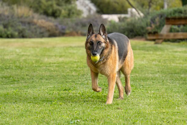 An elderly German Shepherd fetching a tennis ball in a verdant park.