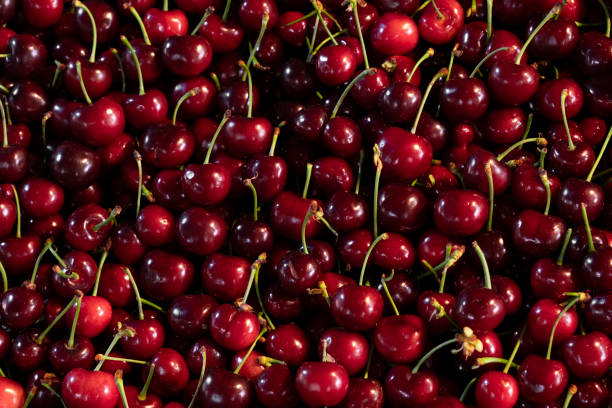 istock fresh cherries sold in the market 2154635600