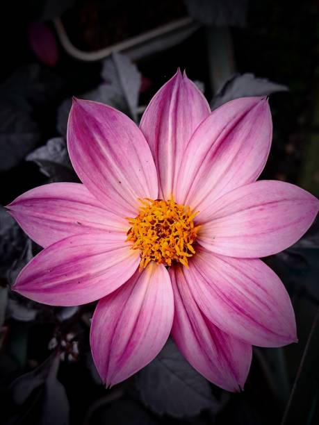 Dahlia Composites Flower - Free photo on Pixabay