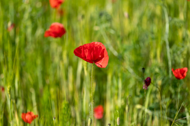 istock Field of bright red corn poppy flowers in spring 2154639979