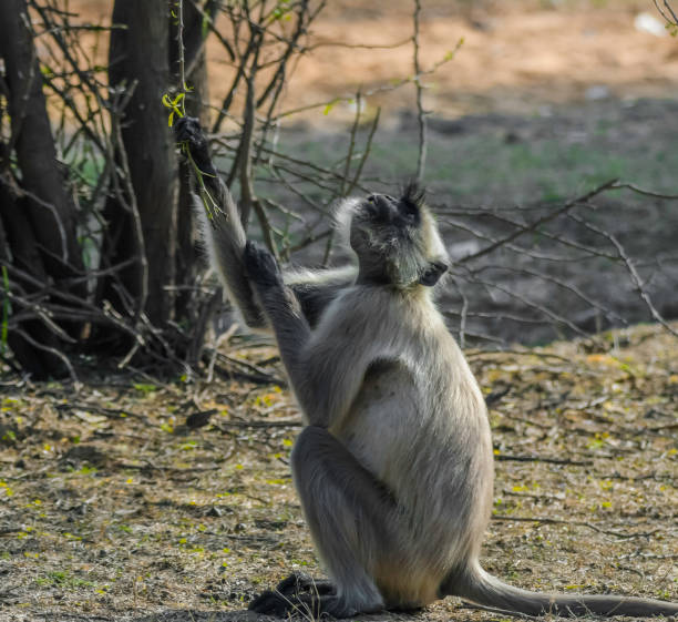 istock Ranthambore national park is a tiger reserve in Rajasthan 2154640325