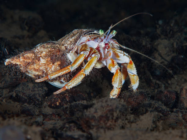 istock Cute and curious little hermit crab 2154640340
