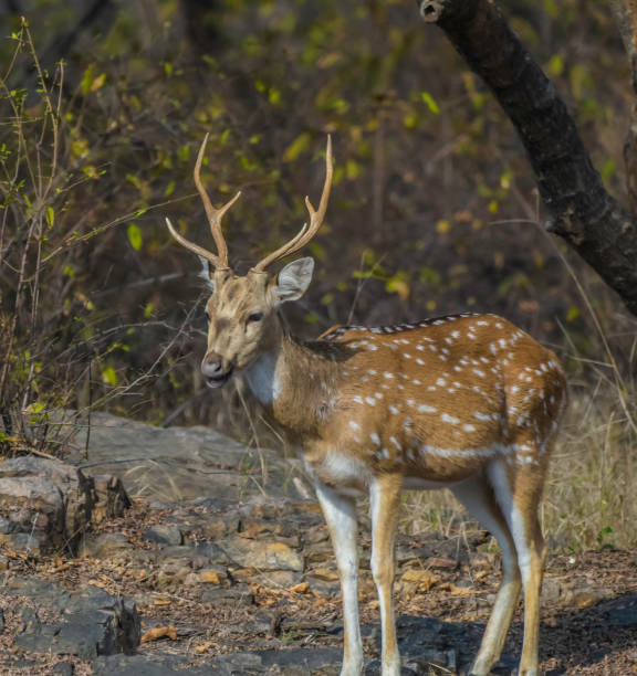 istock Chital also known as spotted deer in Ranthambore tiger reserve 2154640378