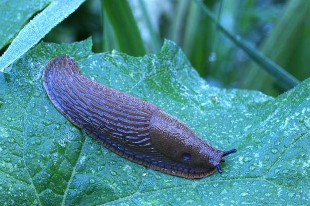 istock Snail (slug) on green leaf with morning dew 2154640413