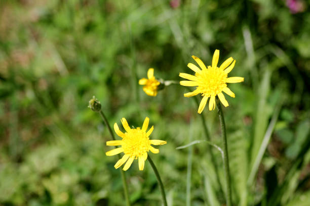 Crepis capillaris, the smooth hawksbeard