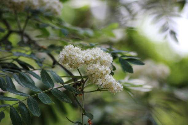 Sorbus aucuparia flowers
