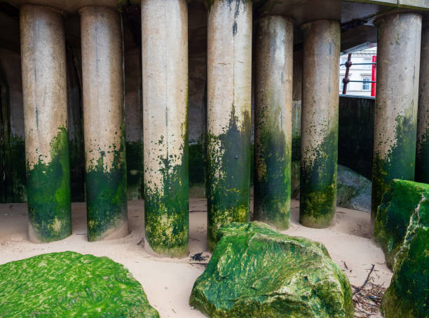 Moss-covered concrete pillars on sandy beach, illustrating nature and human construction in a coastal setting