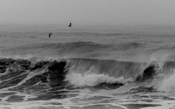 stormy ocean with dark  waves with seagulls flying in black and white