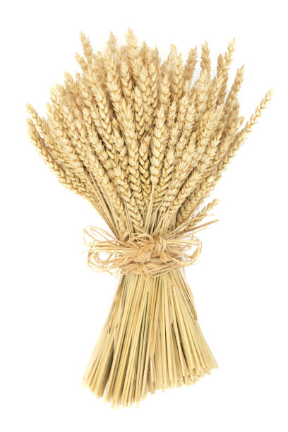 istock Wheat Bundle Decorative Sheath Agricultural Produce 2154645487