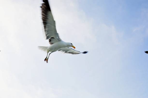 Freedom of birds