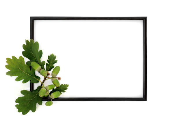 Green oak leaves and acorn nuts background border on white. Minimal summer lush green leaf design verdant foliage with black frame.
