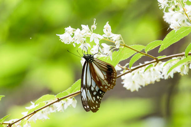 istock Chestnut Tiger butterfly sucking nectar from Deutzia flower in early summer forest. 2154645575