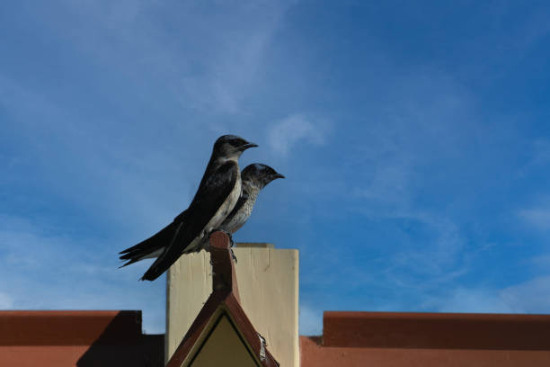 Pigeons