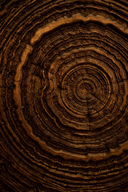 istock Wooden oak rings textured surface close up 2154649919