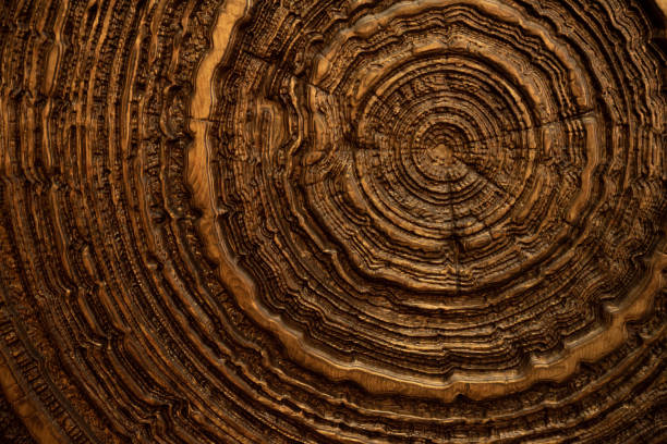 istock Wooden trunk with annual rings close up 2154649923