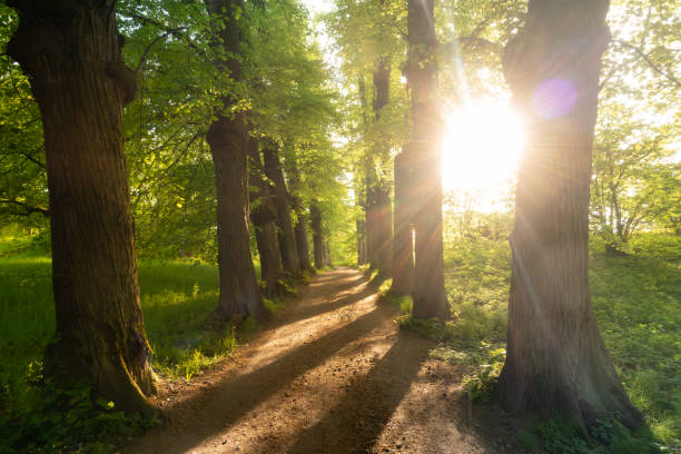 forest gravel path in the woods surrounded by lines of trees in the shape of an avenue at sunset with sunlight shining through between the tree trunks