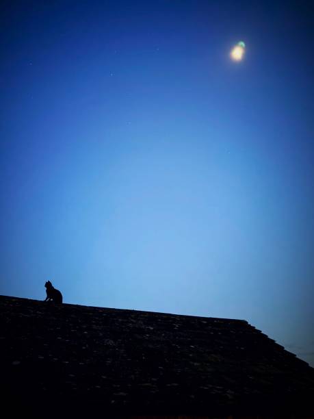 istock Cat silhouette on roof night 2154652167