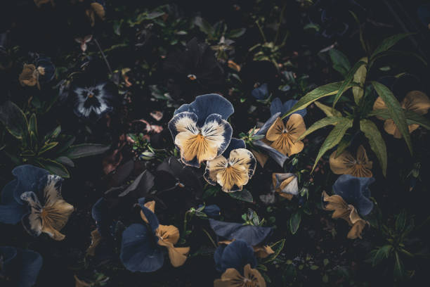 Top view of beautiful flowers. Image suitable for the background