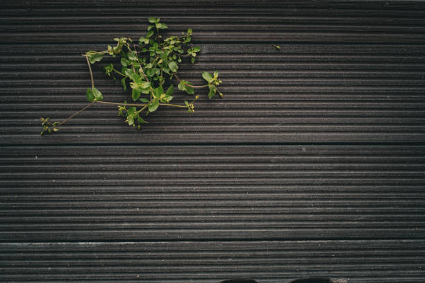 A plant comes out of the big pot. Image suitable for background