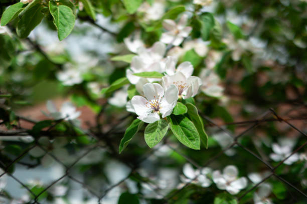 Top view of beautiful flowers. Image suitable for the background
