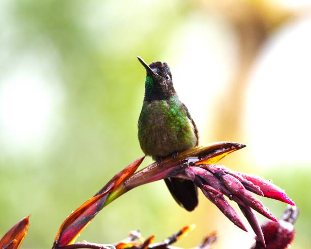 istock Talamanca Hummingbird 2154655141