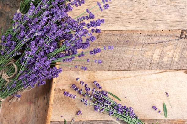 istock Harvesting and bundling fresh purple lavender for drying, organic. 2154655352
