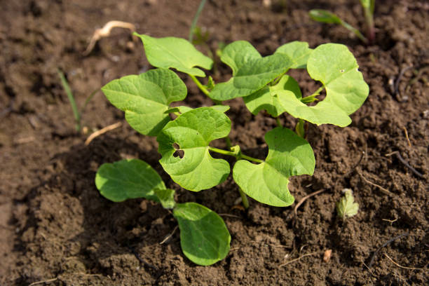 This close-up image captures a young bean plant with green leaves that have been chewed by pests, set against the backdrop of a sunlit field on a spring day. The photograph highlights the challenges faced in agriculture, emphasizing the impact of plant pests on crop health. This image is ideal for illustrating concepts related to farming, pest management, and the resilience of plants in natural growing conditions. The visible damage to the leaves underscores the importance of sustainable agricultural practices and pest control methods.